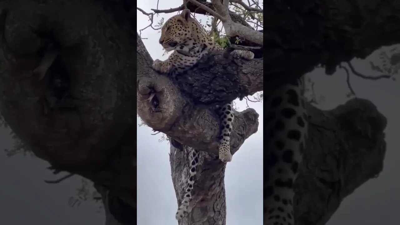 #leopard #wildlife #wildcats #shorts