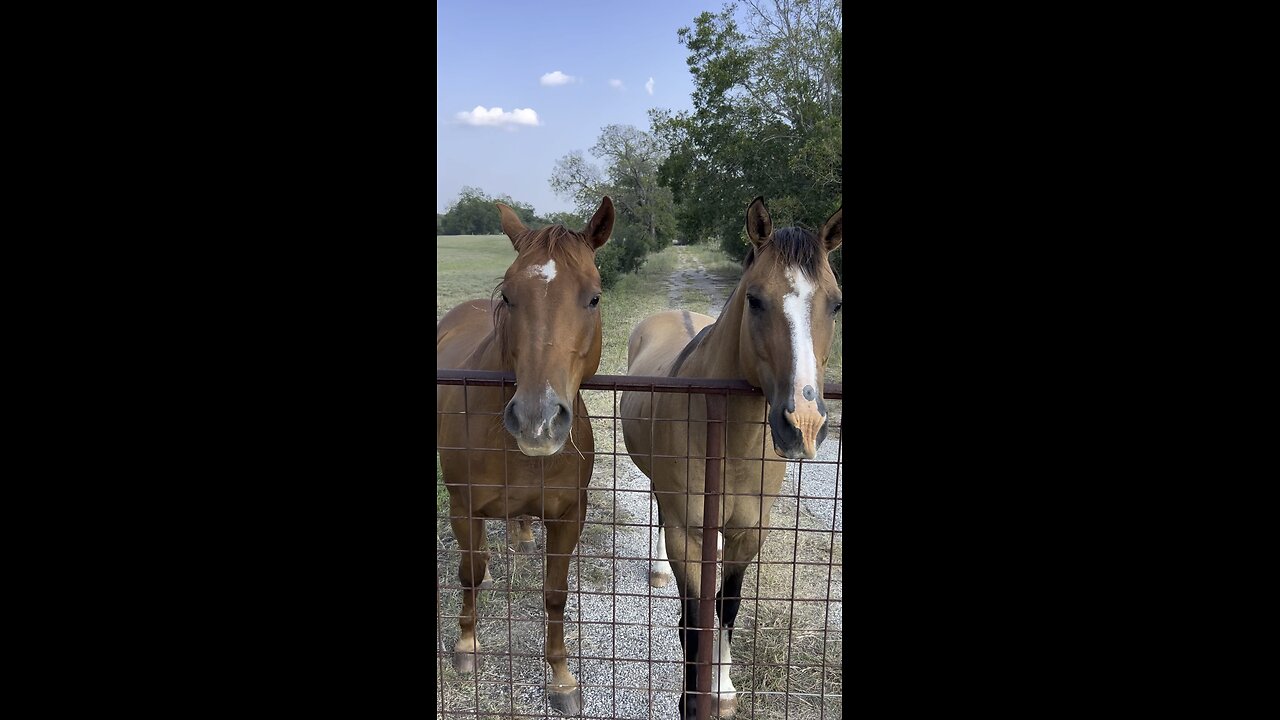 Horses posing