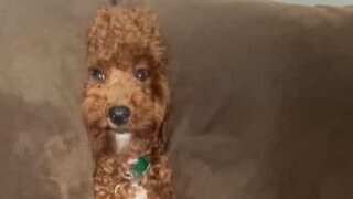 Dog plays hide-and-seek between sofa cushions