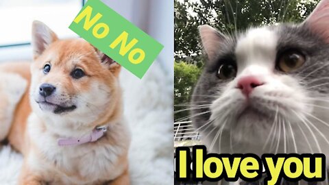 OMG ! funny cats and dogs talking !! these animals can speak english better than you.