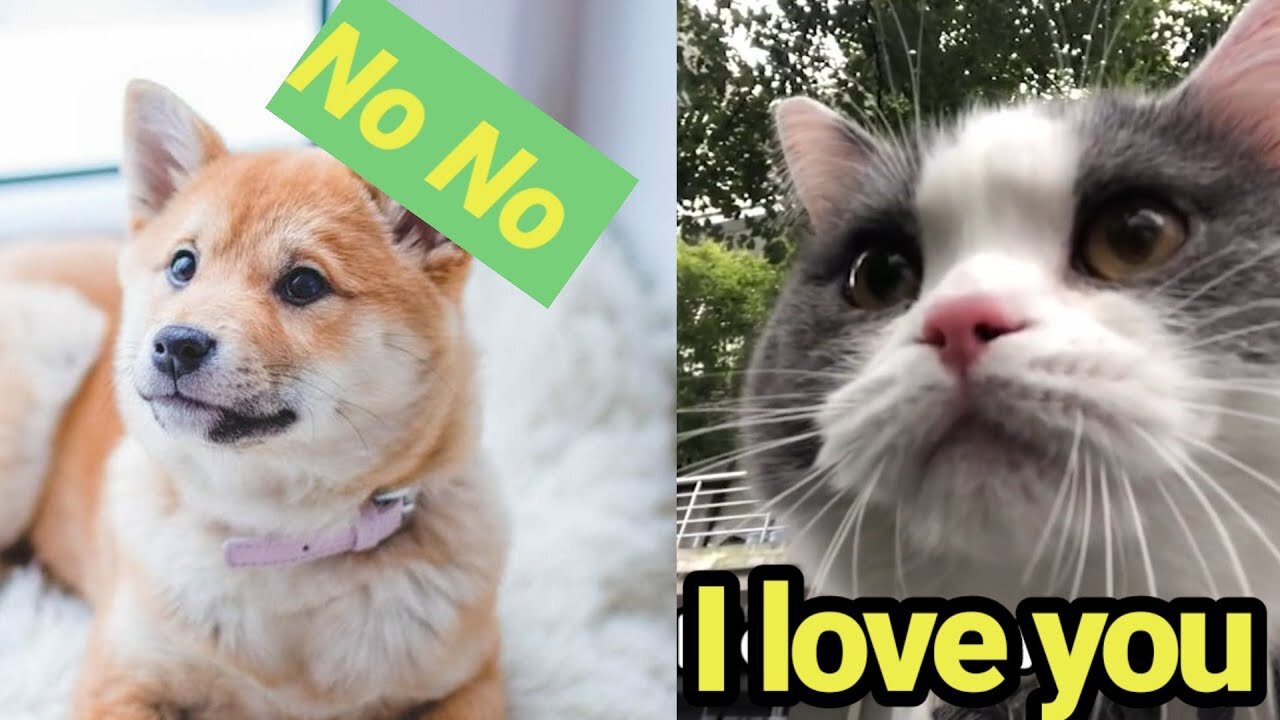 OMG ! funny cats and dogs talking !! these animals can speak english better than you.