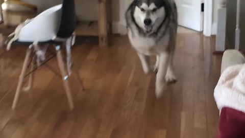 Toddler and his dog play a funny game of Hide and Seek