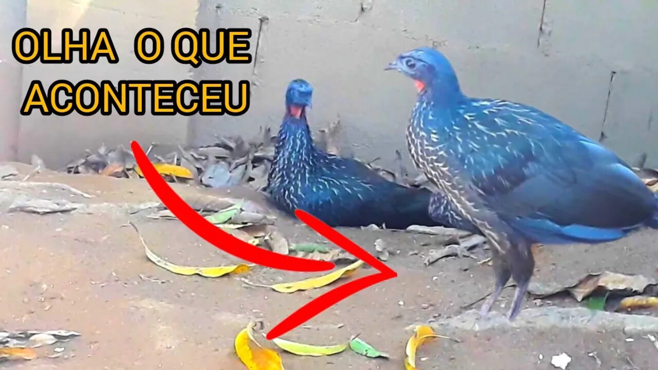 Olha o que aconteceu com jacu Jacuaçu Penelope aves craciformes, jacuguaçu, guans, pava