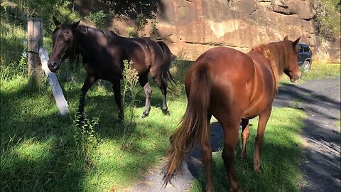 Visit with the horses and the guinea fowl come to say hello!