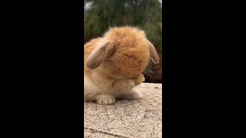 cute bunny