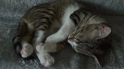 Kitten Sleeps Curled Up