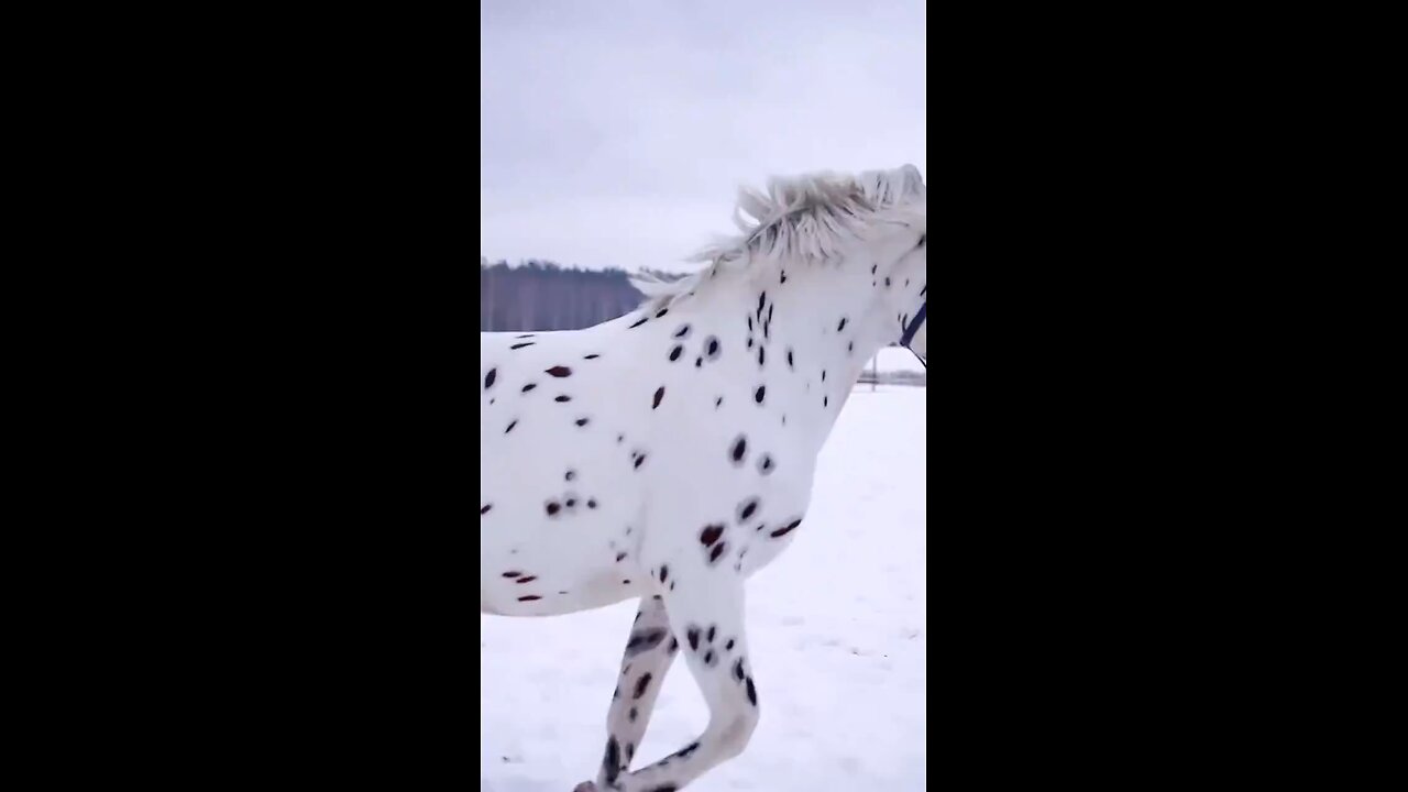 He knows he's gorgeous too!! beautiful horse 🐴