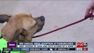 3rd Annual Mega Adoption Event