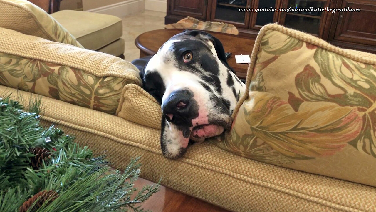 Funny Great Dane Is Too Tired To Pester The Cat