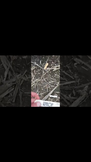 Ukraine T-64BV Disabled