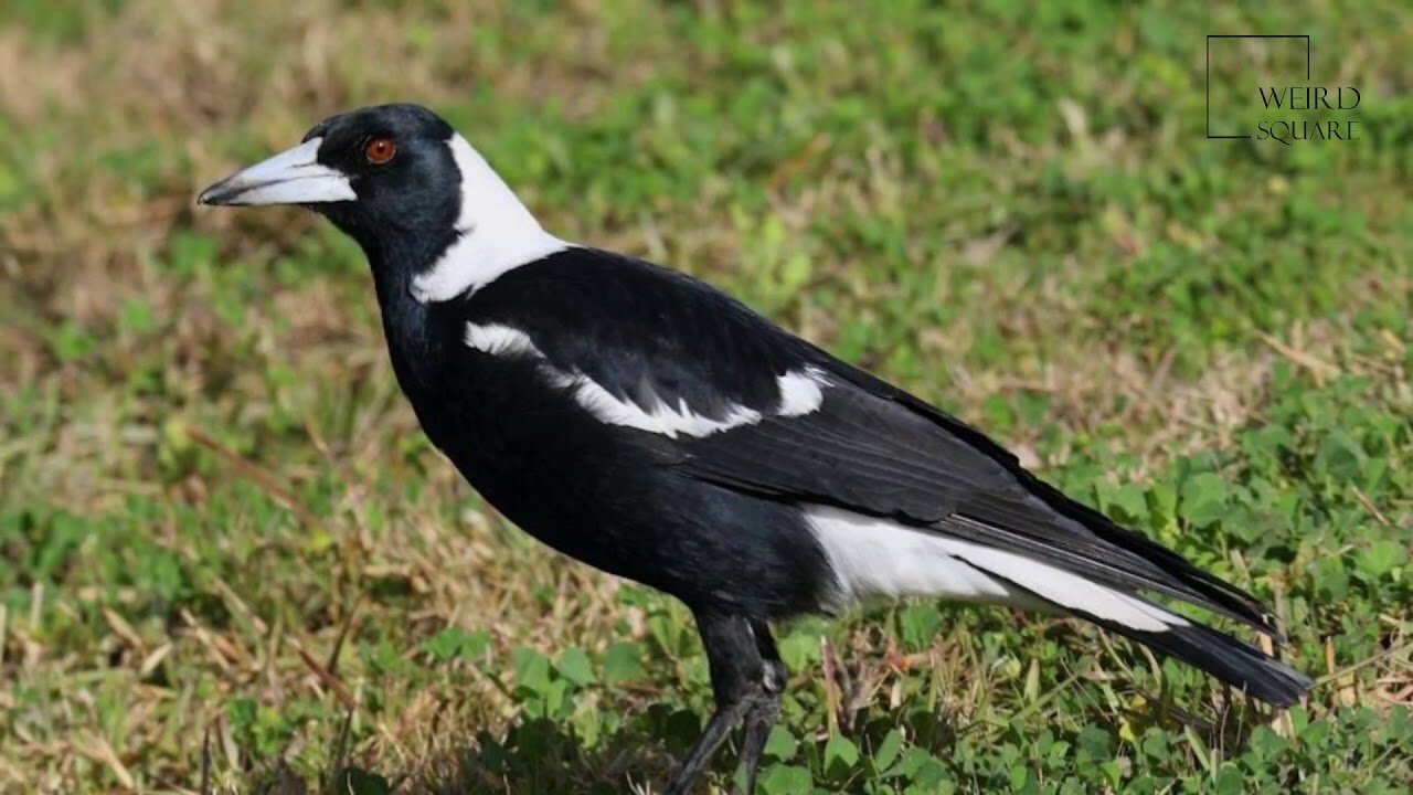 Interesting facts about Black backed Magpie by weird square