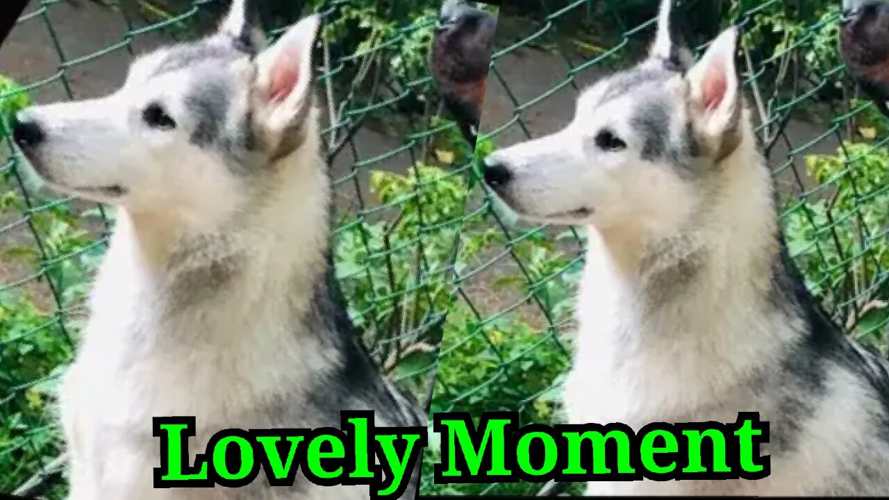 Ceylon husky family lovely moment video part 4 husky dog video