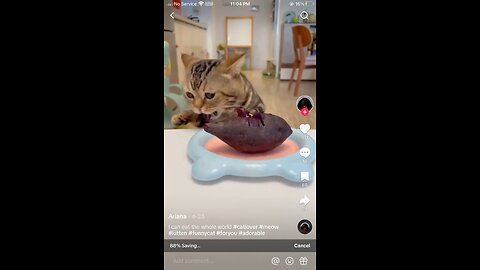 cat cooking chiken