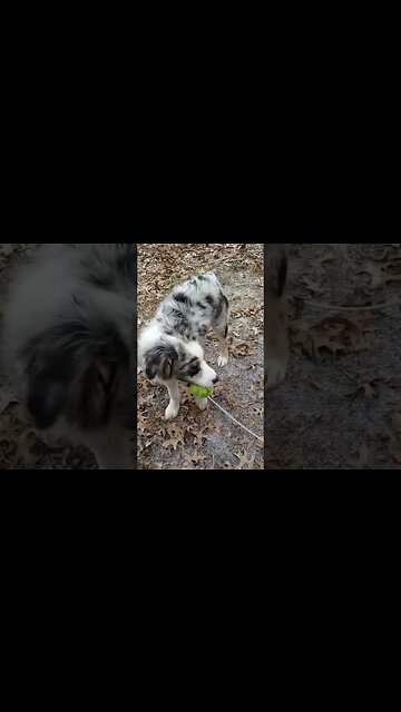 #aussie #puppy #firstsnow