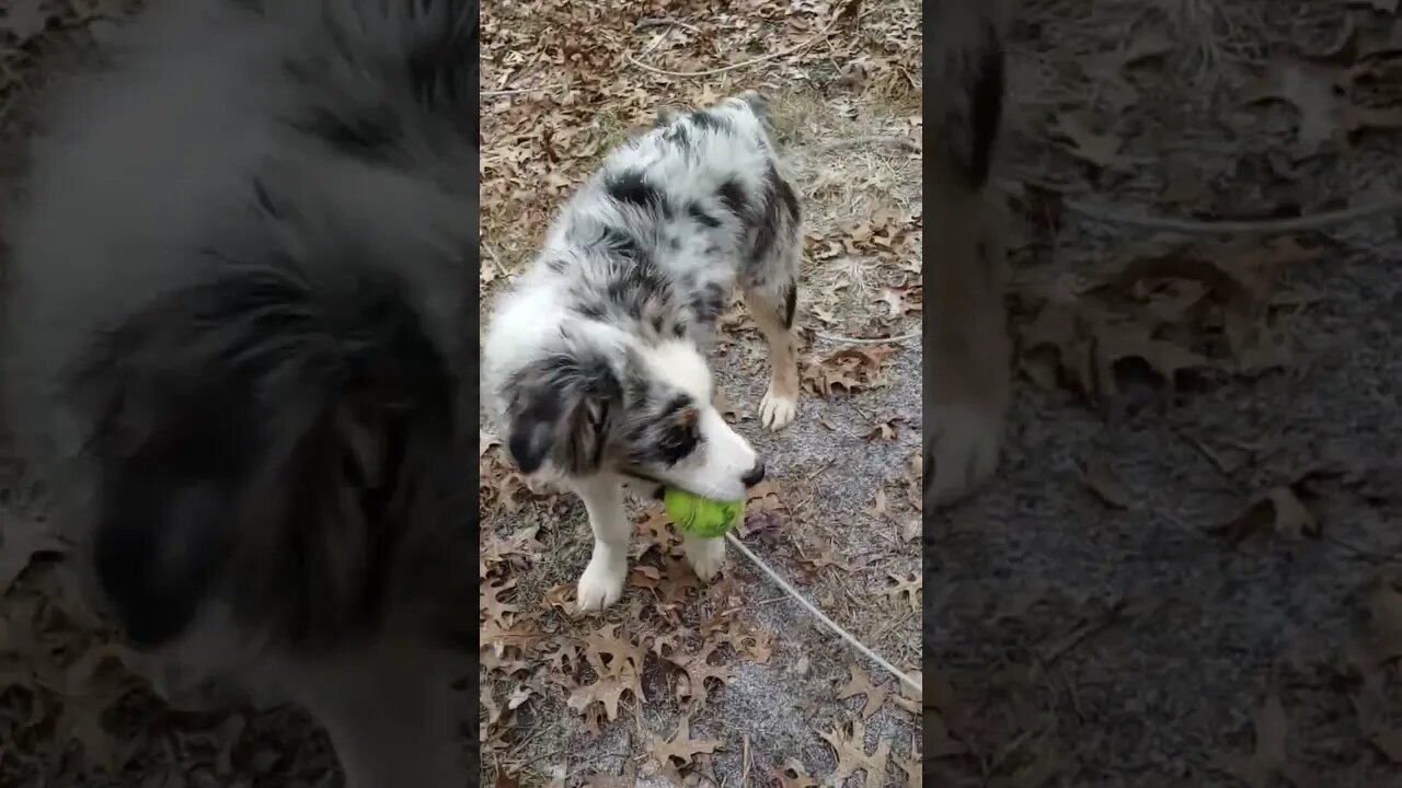 #aussie #puppy #firstsnow