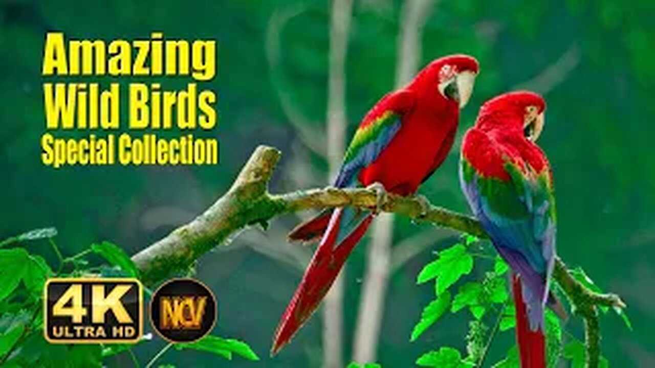 Birds Special Collection 2023 | copyright free video | Birds 4k Video Ultra Hd | Amazing Wild Birds