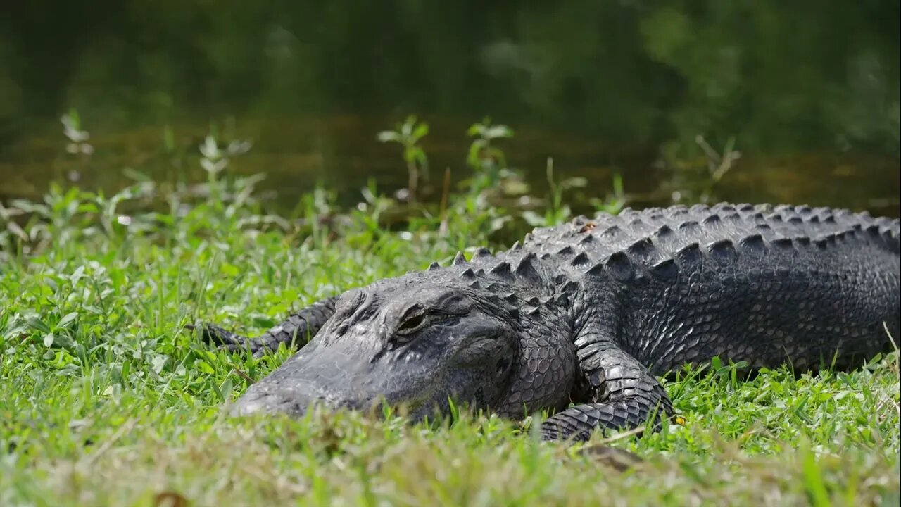 Will a cold-blooded crocodile be hunted by a leopard while basking in the sun