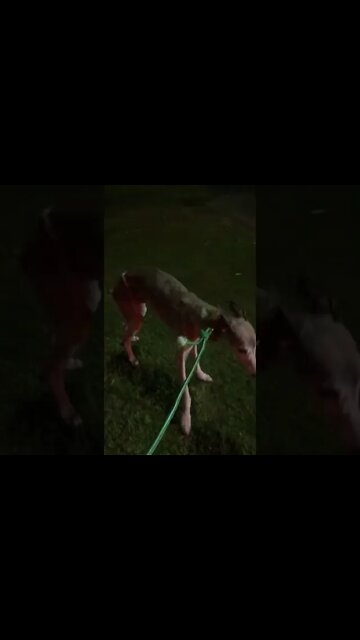 Picked up a skinny whippet to take to the vet