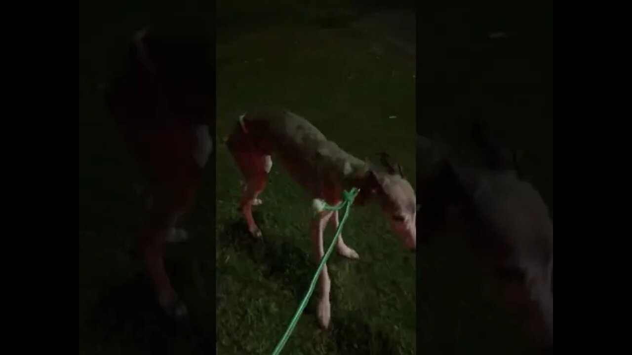 Picked up a skinny whippet to take to the vet