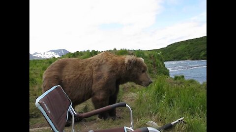 bear sits next to guy😨