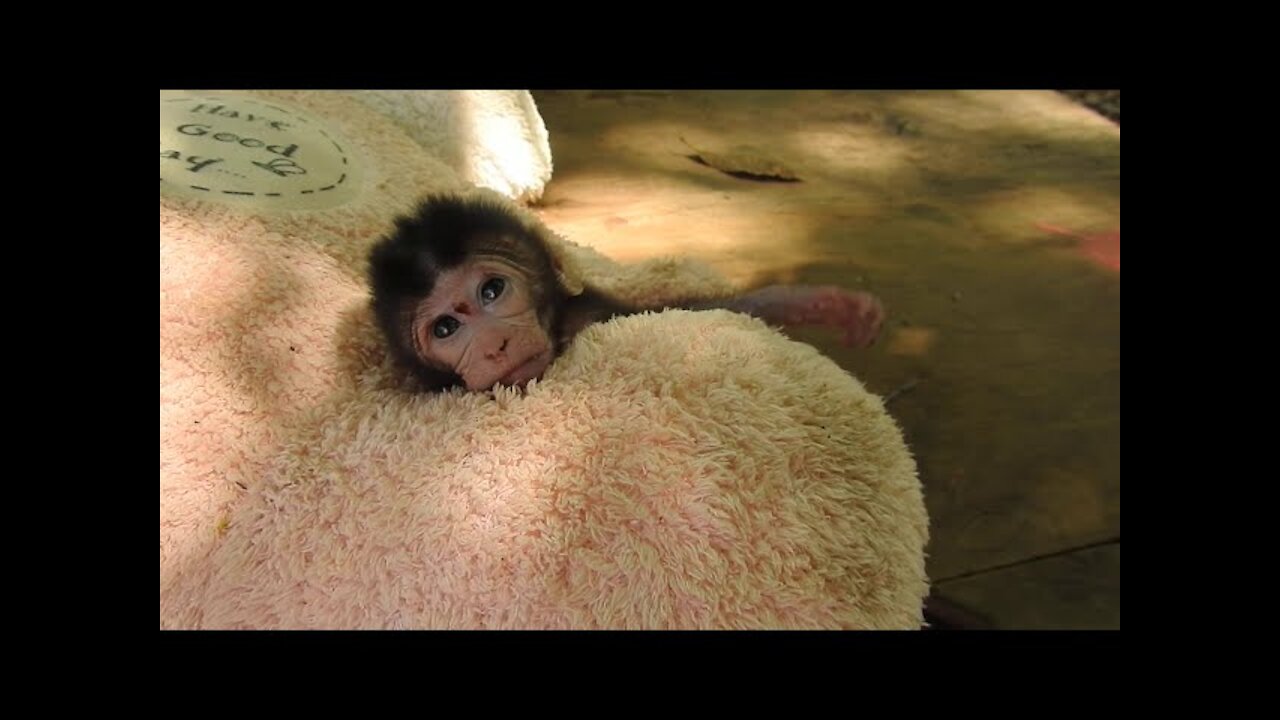 Sleeping chimp cute animals baby adorable sleep animal sleeping monkey Baly