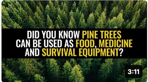 Did you know pine trees can be used as food, medicine and survival equipment?