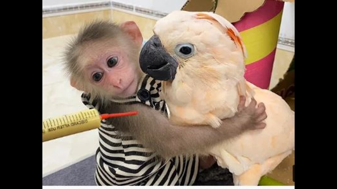 monkeycox #viral #virus #libtards #global