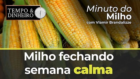 Milho fechando semana calma