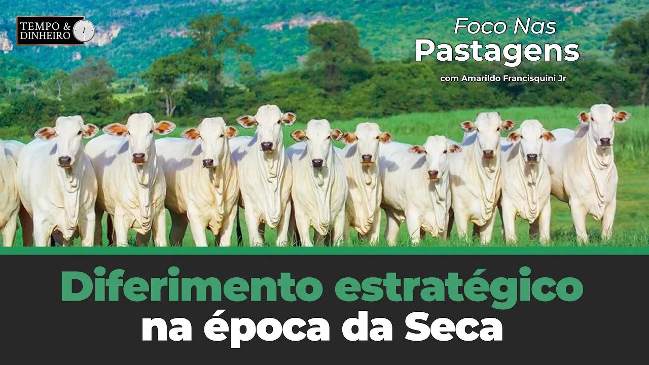 Foco nas Pastagens hoje com o diferimento estratégico na época da Seca