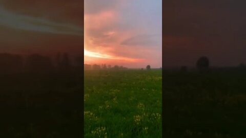 Beautiful Flower Field tiktok darifed