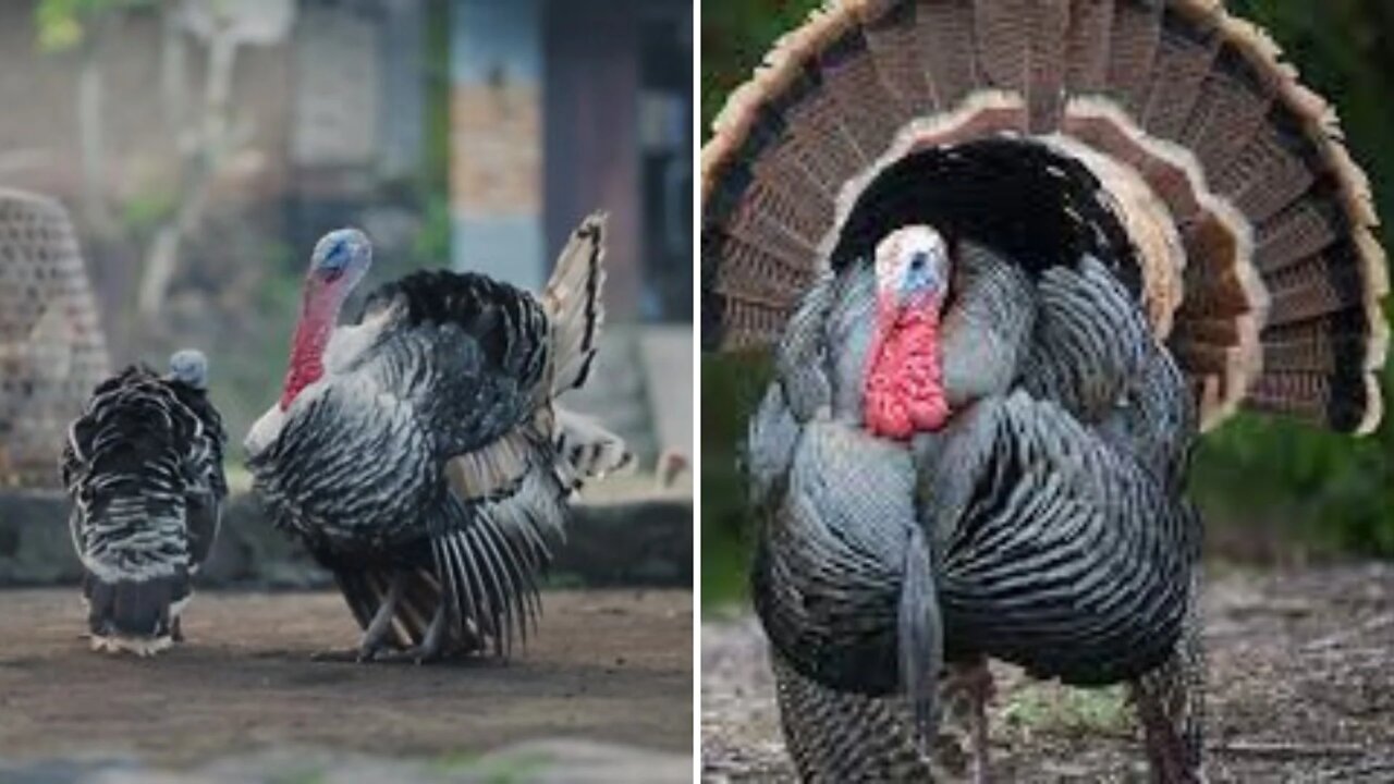 Turkeys Standing aggressive Style during the video