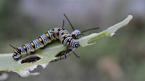 Caterpillar Eating Leaves