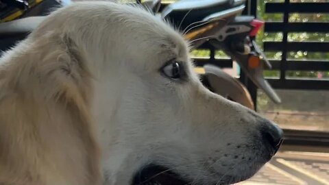 Ghost with his Sisters