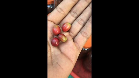 Coffee Fruits