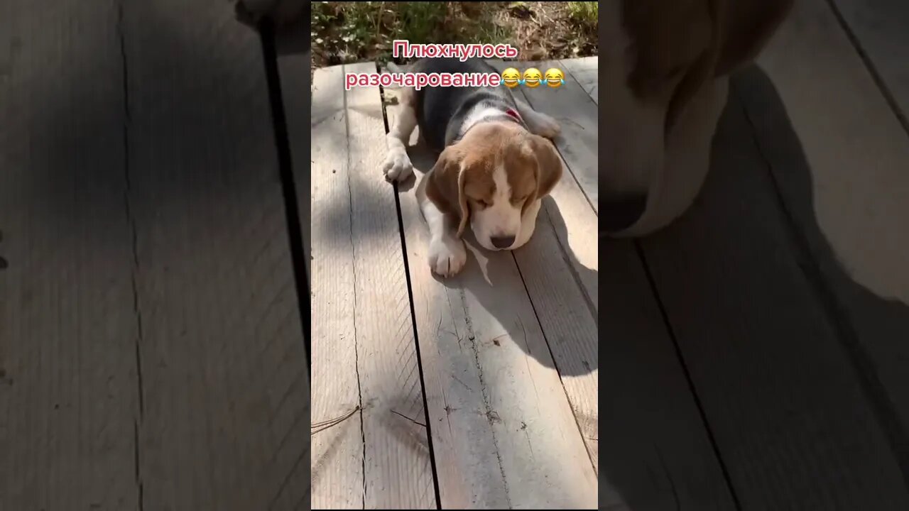 #shorts Смешные Собаки Из Тик Тока 46 Funny Dogs From Tiktok