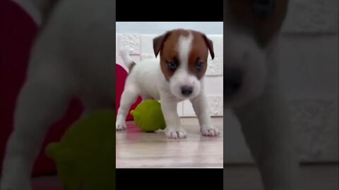 Funniest Cat and Dog Videos Compilation