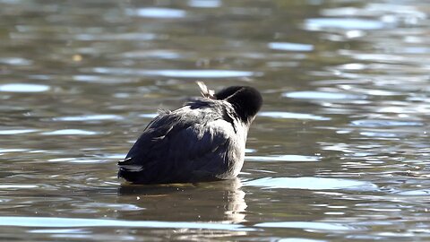 CatTV: Black Duck Swimming2