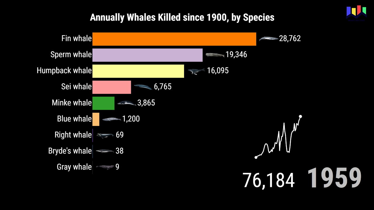 Whales Killed Annually Since 1900, by Species