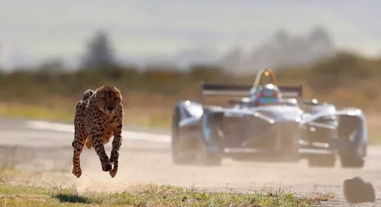 Race: Recipe E Vehicle versus Cheetah #1