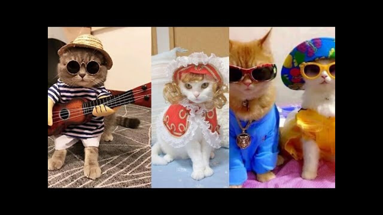 Funny And Cute Cat'S Life | Cats And Owners Are The Best Friends Videos