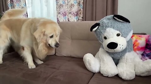 Funny Reaction of a Golden Retriever to a Husky Soft Toy