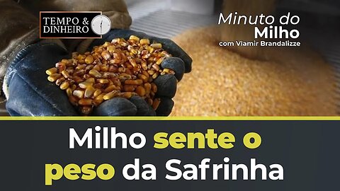Milho sente o peso da Safrinha