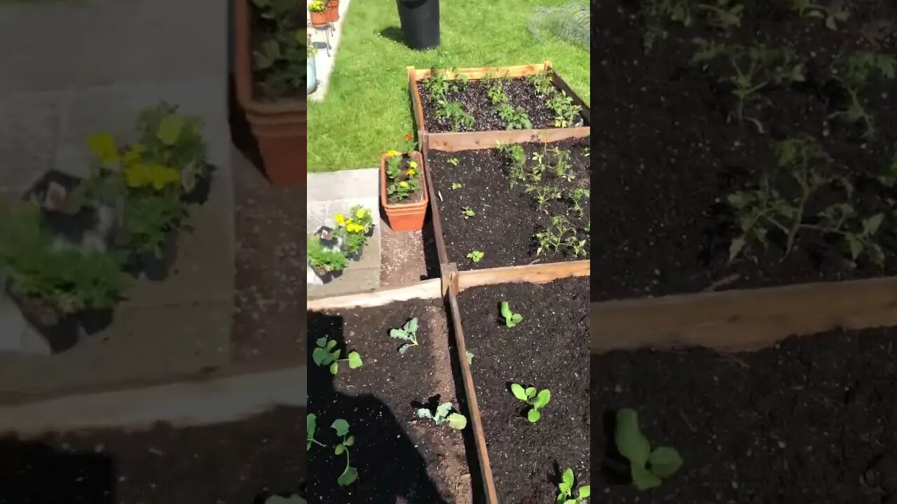 My new food garden and tiki bar in southern Michigan!