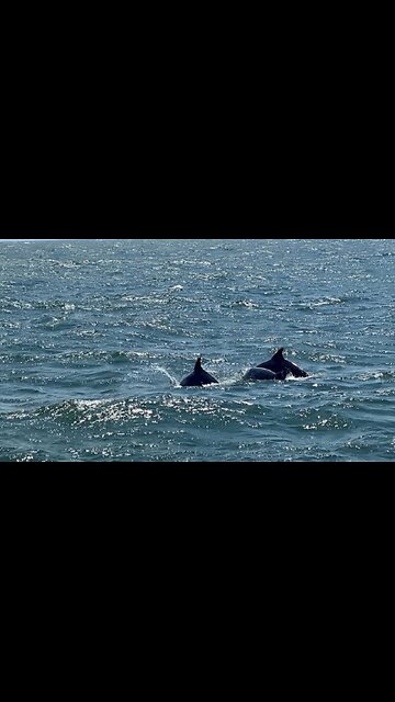 Dolphin is Trying to Enjoy wowwww Amazing |دولفین بلاخره کار خود را کرد