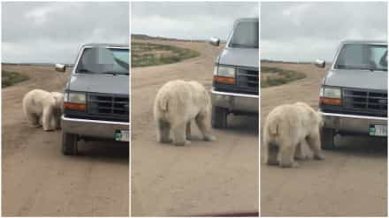 Orso polare incuriosito dal proprio riflesso su un furgone