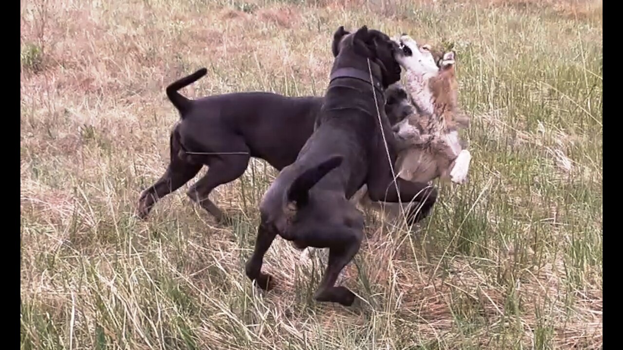 A mongrel against two cane-corso