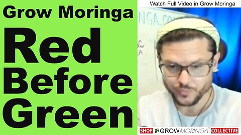 Starting A Moringa Business? Learn the Red Tape before Having a Green Business | Finance and Credit