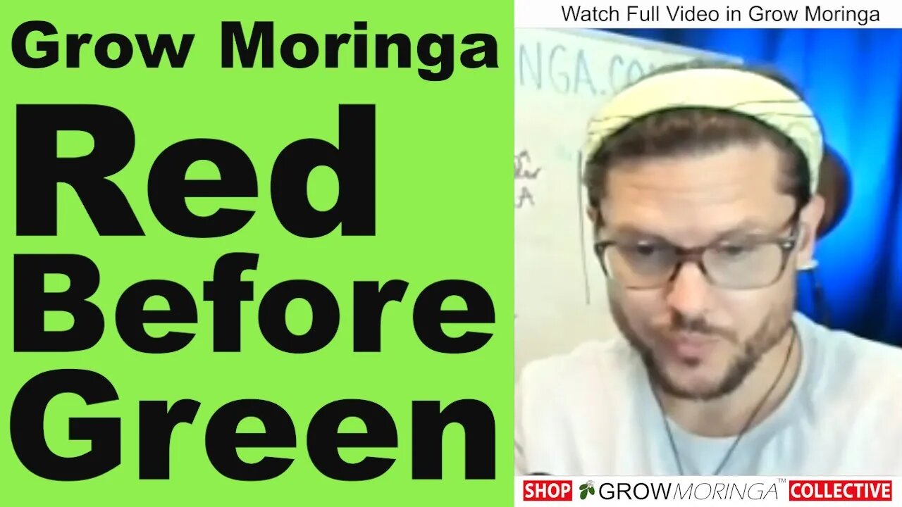 Starting A Moringa Business? Learn the Red Tape before Having a Green Business | Finance and Credit