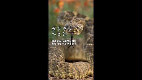 ガラガラヘビ：猛毒を持つ待ち伏せの達人、ガラガラという音の裏に隠れた殺人鬼