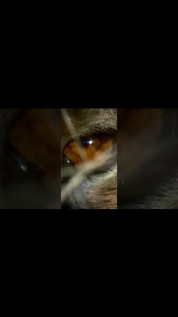 Documentary #shorts #shorts #nature #science